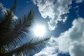 Summer Concept. Palm tree branches and sunbeam Royalty Free Stock Photo