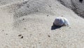 Summer concept. Shell on the sea sand. Light sand texture. The concept of a beach holiday. Flat lay, top view, copy space Royalty Free Stock Photo