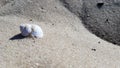 Summer concept. Shell on the sea sand. Light sand texture. The concept of a beach holiday. Flat lay, top view, copy space Royalty Free Stock Photo