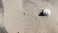 Summer concept. Shell on the sea sand. Light sand texture. The concept of a beach holiday. Flat lay, top view, copy space Royalty Free Stock Photo