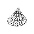 Summer concept with Unique museum sea shells sea snails. Sketch black contour isolated on white background. Vector Royalty Free Stock Photo