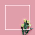 Summer concept with white tulip on colorful background