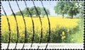 Summer concept, yellow blooming canola field and trees in the background Royalty Free Stock Photo