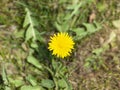 Summer concept. Yellow dandelion top view. Bright flowers dandelion on a ground Royalty Free Stock Photo