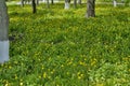 Summer concept. Yellow defocus sunny day. Blurred background of dandelion field Royalty Free Stock Photo