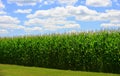 Summer Corn Crop Royalty Free Stock Photo