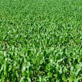 Summer corn field background. Royalty Free Stock Photo