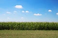 Summer corn field and beautiful blue sky Royalty Free Stock Photo