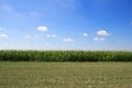 Summer corn field and beautiful blue sky Royalty Free Stock Photo