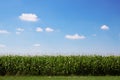 Summer corn field and beautiful blue sky Royalty Free Stock Photo