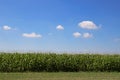 Summer corn field and beautiful blue sky Royalty Free Stock Photo