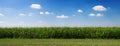 Summer corn field and beautiful blue sky. Panorama Royalty Free Stock Photo