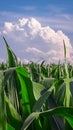 Summer Corn Field in Rural Germany Royalty Free Stock Photo