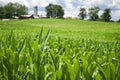 Summer Corn Growing In Field Royalty Free Stock Photo