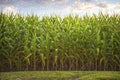 Summer corn side view in sunshine with clouds Royalty Free Stock Photo