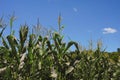 Summer Cornfield, Blue Sky Royalty Free Stock Photo