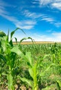 Summer cornfield and blue sky Royalty Free Stock Photo