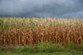 Summer cornfield with tall stalks green grass under dark storm clouds