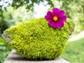 Summer cosmos flower on moss stone Royalty Free Stock Photo