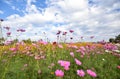 Summer cosmos flowers and meadow on bright cloudy blue sky., Beautiful cosmos flowers blooming and copy space Royalty Free Stock Photo