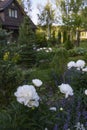 Summer cottage natural garden view with white peonies blooming. Rustic wooden house on background. Royalty Free Stock Photo