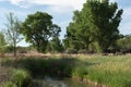 Summer cottonwood trees in a stream valley