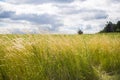 Summer country field in Ukraine, tall grass