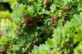 Summer in the country is the most beautiful time when the berries are already ripe