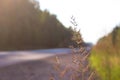 Summer country road with trees beside concept.  Empty road. Side view asphalt road. Endless straight. The concept of travel, trips Royalty Free Stock Photo