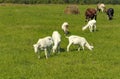 Summer countryside with grazing animals, cows and goats Royalty Free Stock Photo