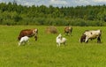 Summer countryside with grazing animals, cows and goats Royalty Free Stock Photo