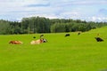 summer countryside landscape with cows in a meadow. Royalty Free Stock Photo