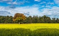 Summer countryside landscape. Green field with yellow flowers Royalty Free Stock Photo