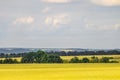 Summer countryside landscape with a green young wheat field. Cereal fields. Royalty Free Stock Photo