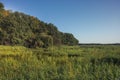 Summer countryside lush green wetland forest landscape at sunrise Royalty Free Stock Photo