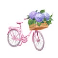 Summer courtyard garden illustration with pink bicycle and purple hydrangea flowers in a wood basket. Watercolor illustration