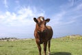 Summer Cow (brown) Royalty Free Stock Photo