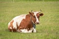 Summer cow grazing. A cow is resting on a pasture Royalty Free Stock Photo