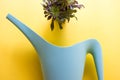 Summer creative composition in minimal style. green plant and watering can on light yellow background. Gardening concept, top view Royalty Free Stock Photo