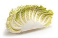 Summer Crisp Lettuce (Batavia) isolated on white background. Fresh green salad leaves from garden