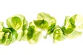 Summer Crisp Lettuce (Batavia) isolated on white background. Fresh green salad leaves from garden