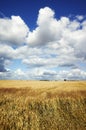 Summer crop field landscape on a sunny day