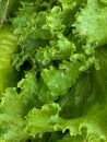 summer crop. green lettuce leaves. background