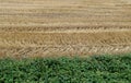 Summer Croped Straw Field and Brumbles