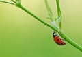 Lady bug on plant stem Royalty Free Stock Photo