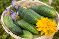 Summer cucumber harvest in a basket. Royalty Free Stock Photo