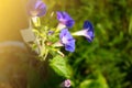 Summer curly purple flowers