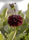 Summer Dahlias basking in the light