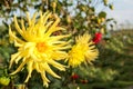 Summer dahlias in the home garden.