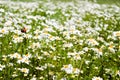 Summer daisies Royalty Free Stock Photo